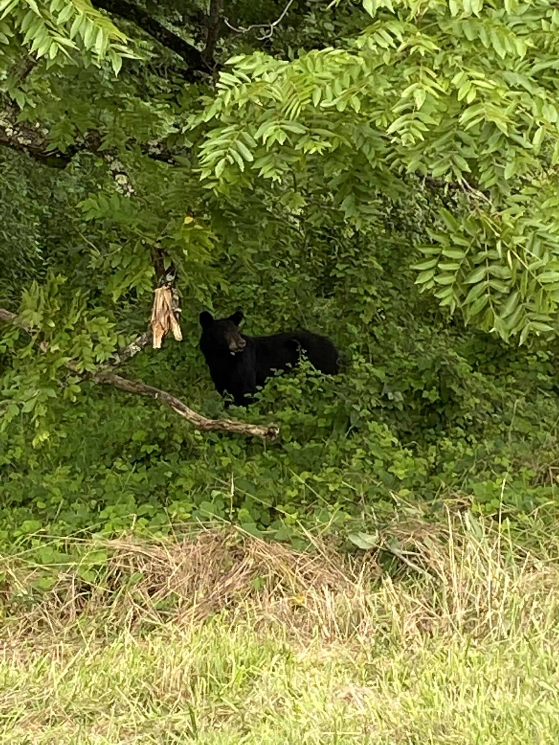 Seeing a bear on the Cades Cove scenic drive in Great Smoky National Prark