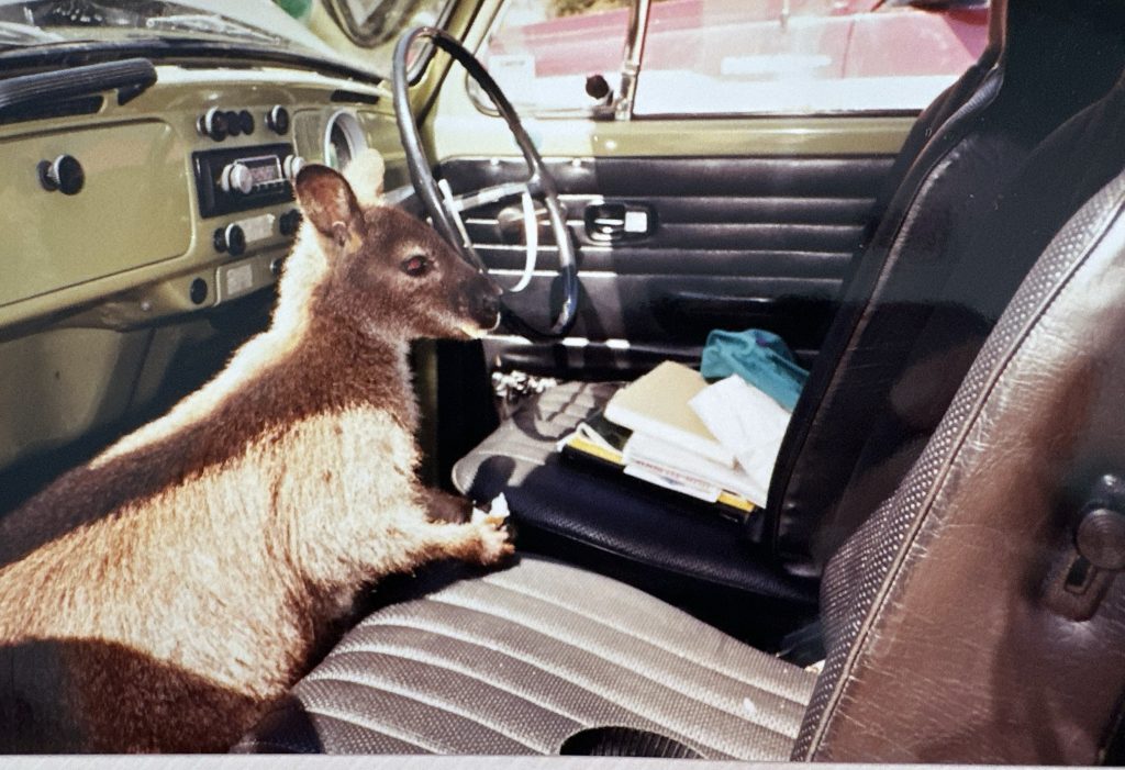 Wallaby that jumped in our car Cradle Mountain, Tasmania, Australia