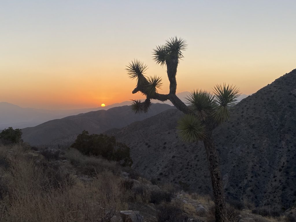 Sunset over Joshua trees and boulders at Joshua Tree National Park, approaching the Dark Sky