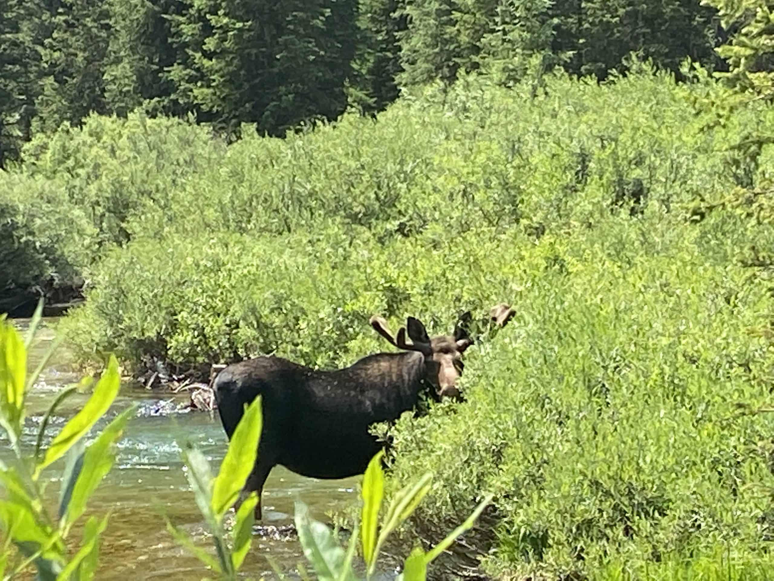 Moose near Inspiration Point on the Paintbrush Canyon Trail, Schwabacher Landing in Grand Tetons National Park