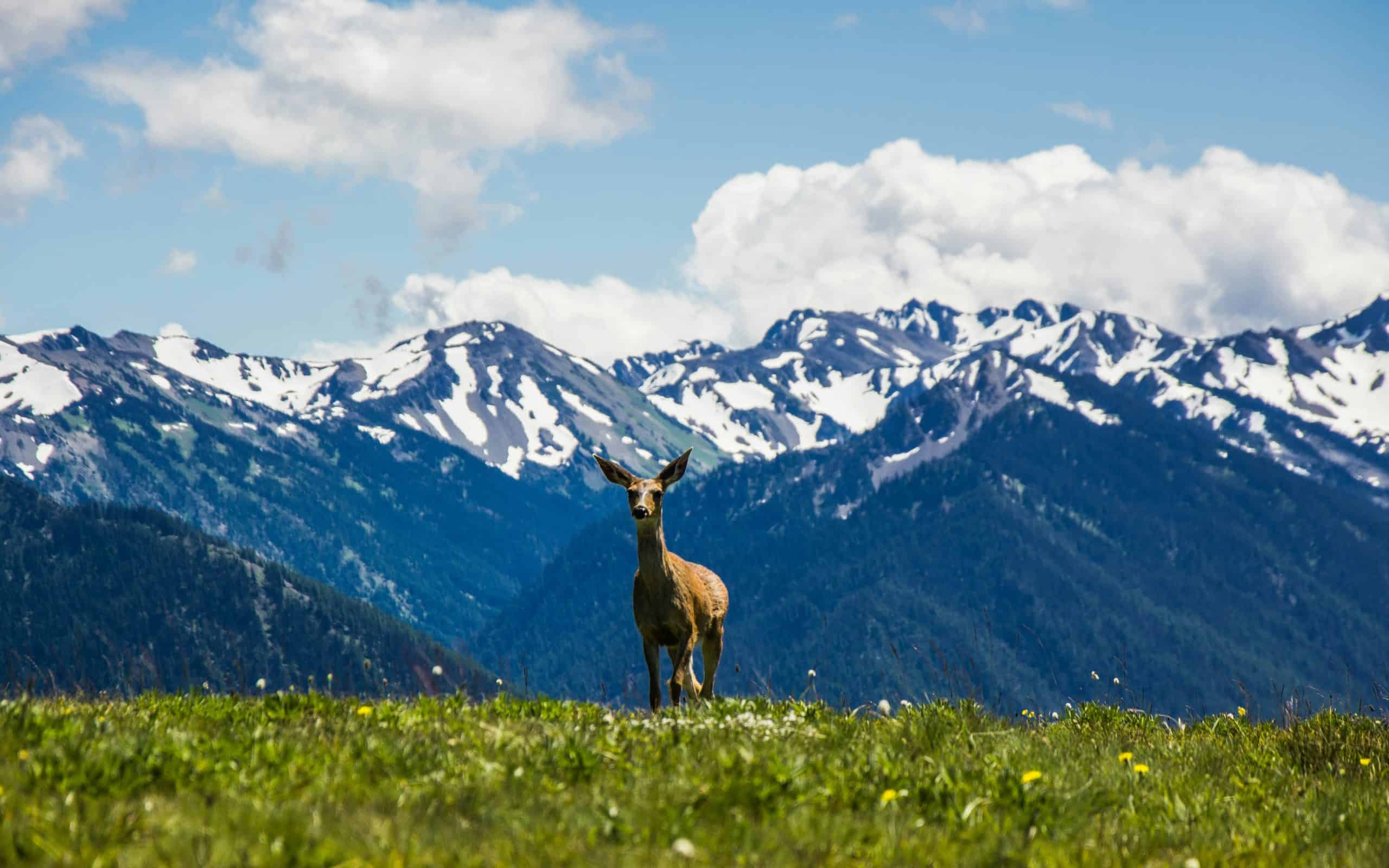 Deer in front of snow capped  mountains at Olympic National Park