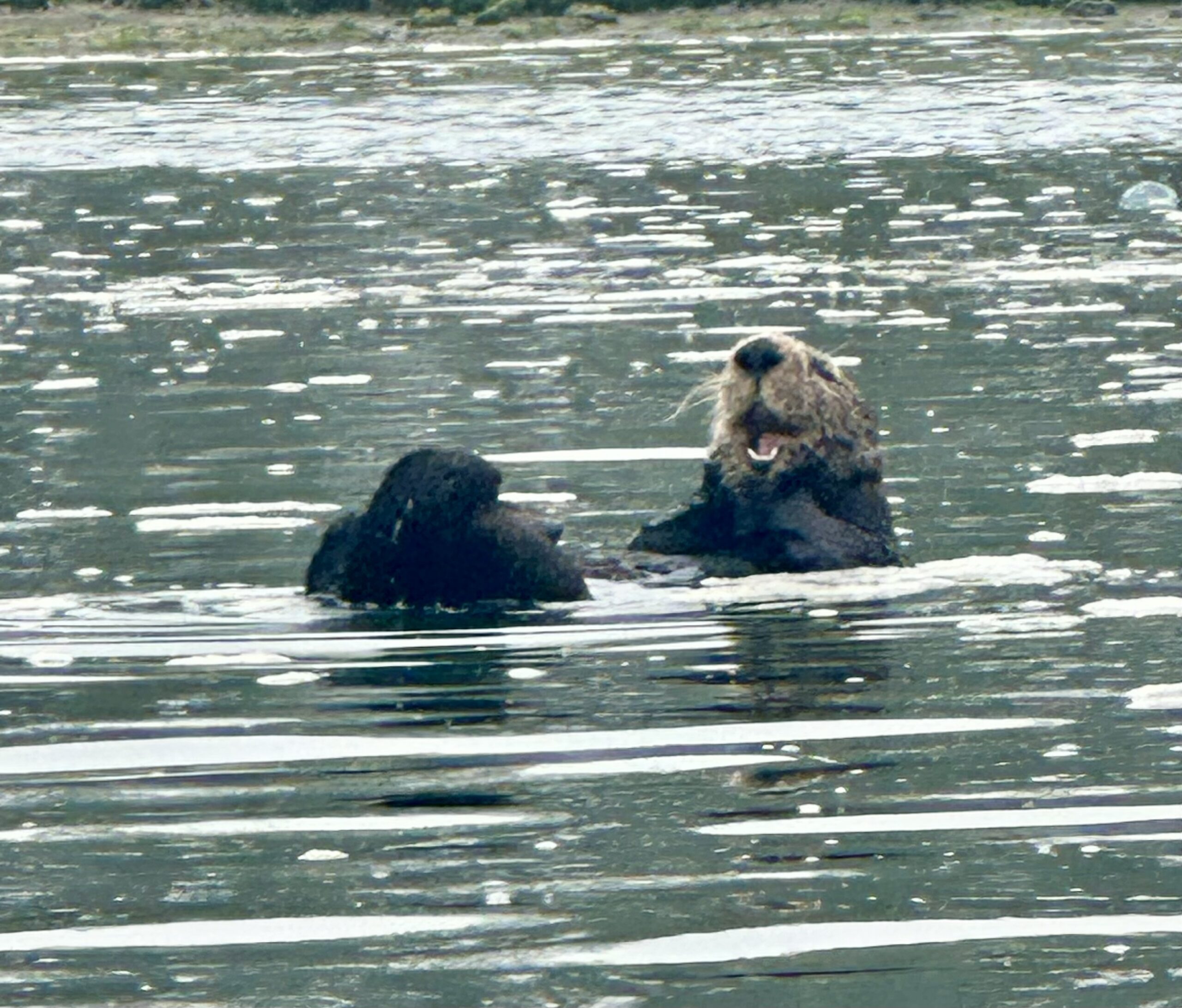 Kayaking with sea otters near Big Sur, CA during a national park spring break vacation