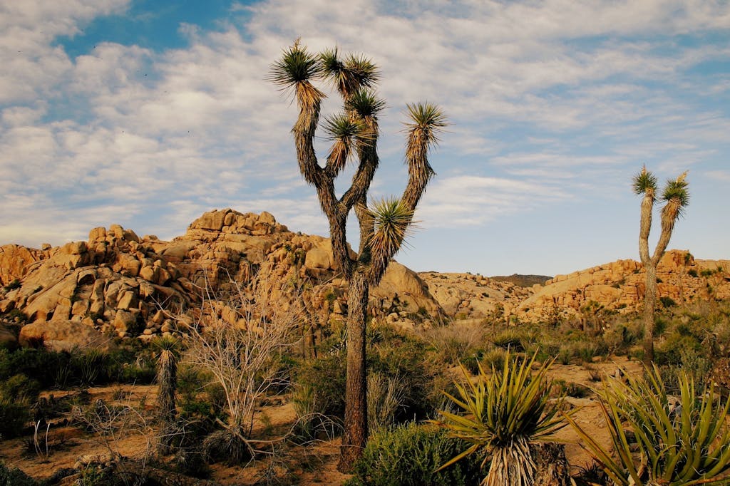 Short, easy walk and you can explore the desert landscape of Joshua Tree National Park featuring iconic Joshua trees and rocky terrain.