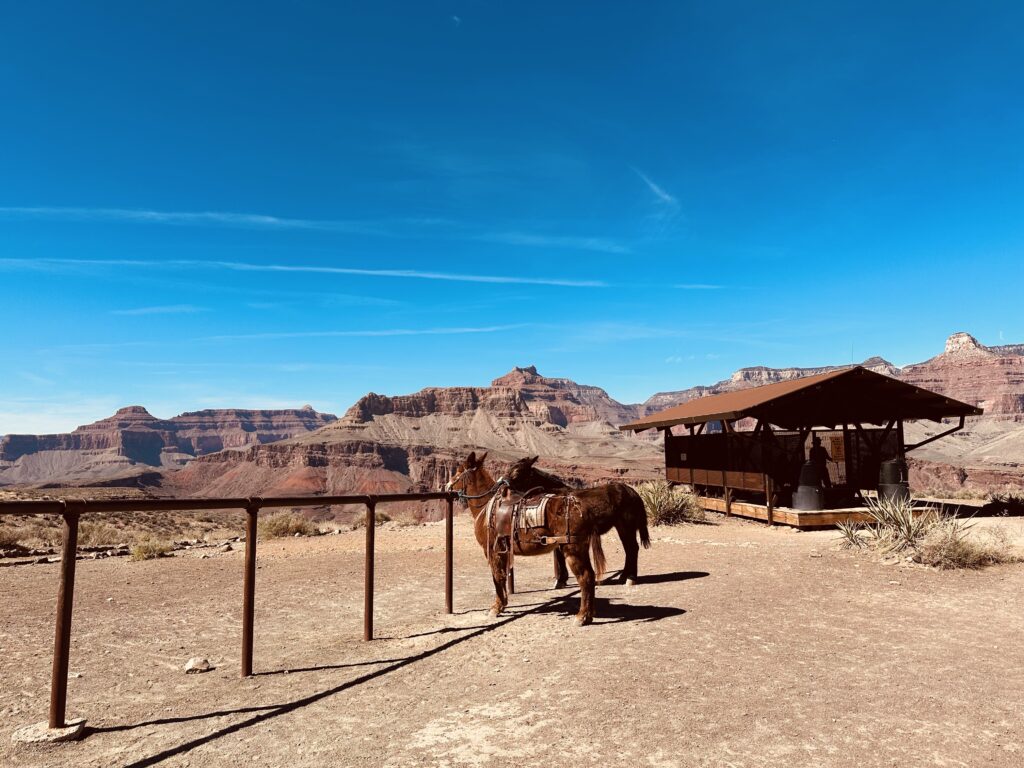 The mules of the Grand Canyon
