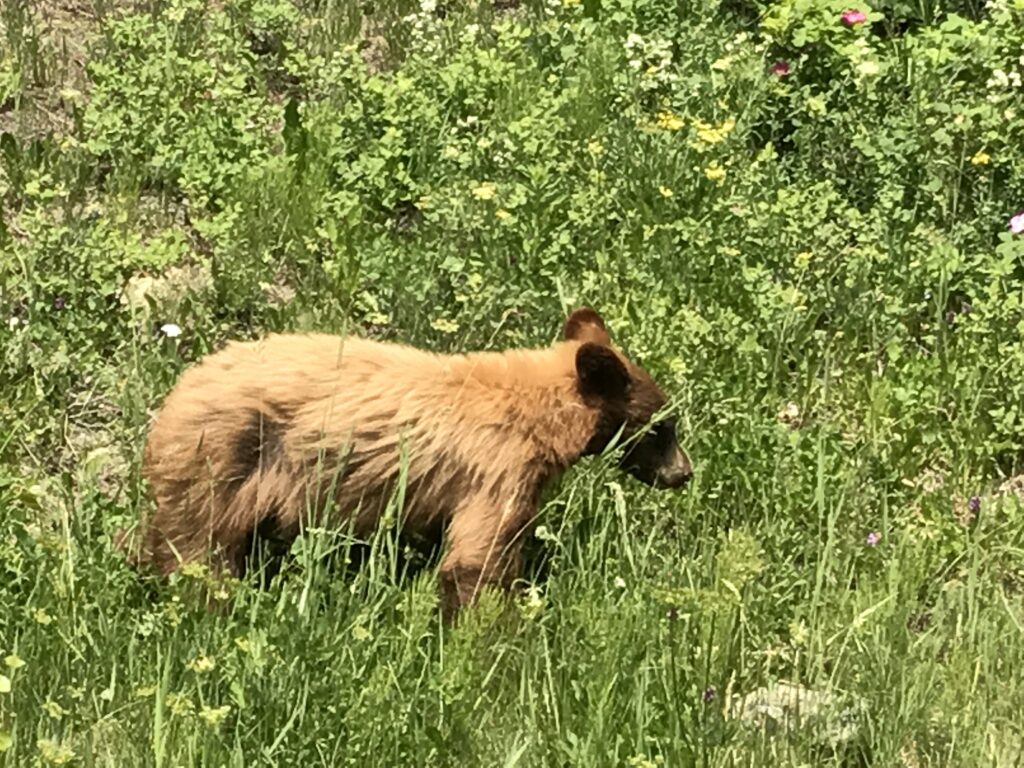 A bear on the Going to the Sun Road in Glacier National Park