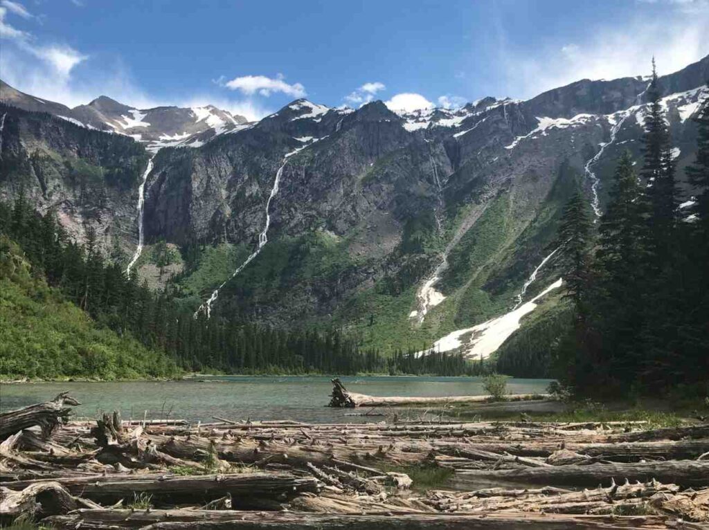 Alpine wildflowers blooming in a meadow near Logan Pass with mountains in the background.