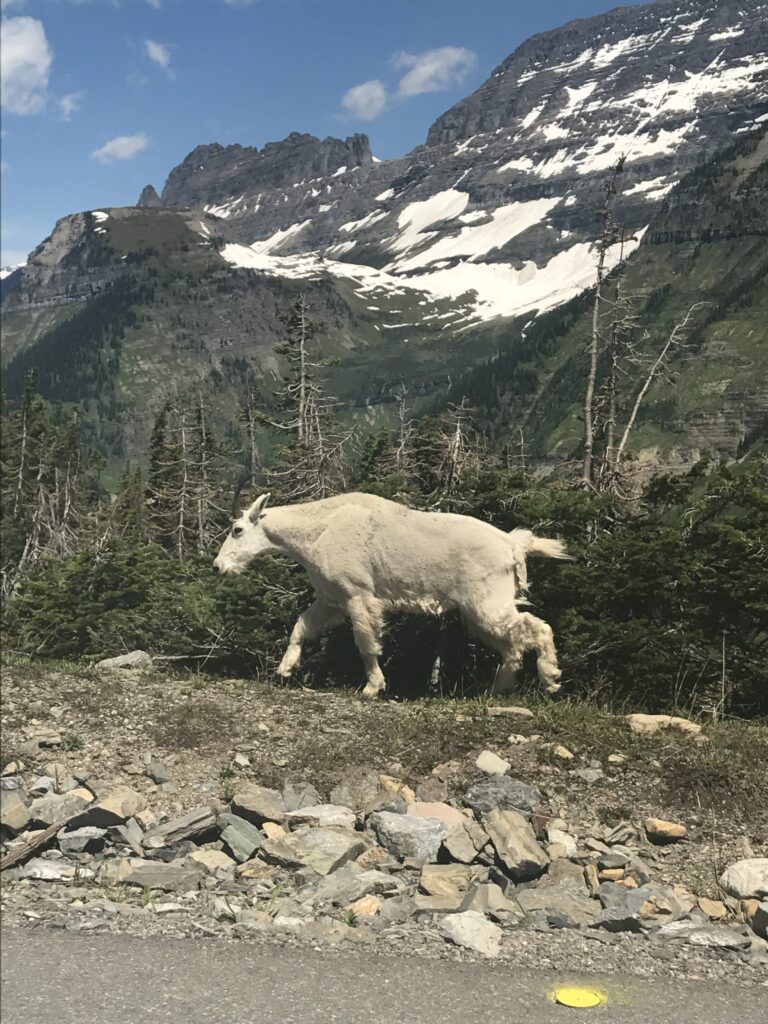 Mountain goat grazing at Logan Pass on the Going to the Sun Road in Glacier National Park