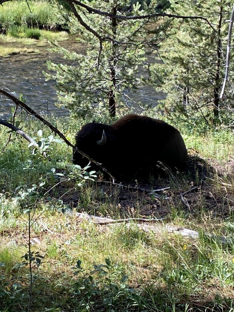 Buffalo in Yellowstone National Park