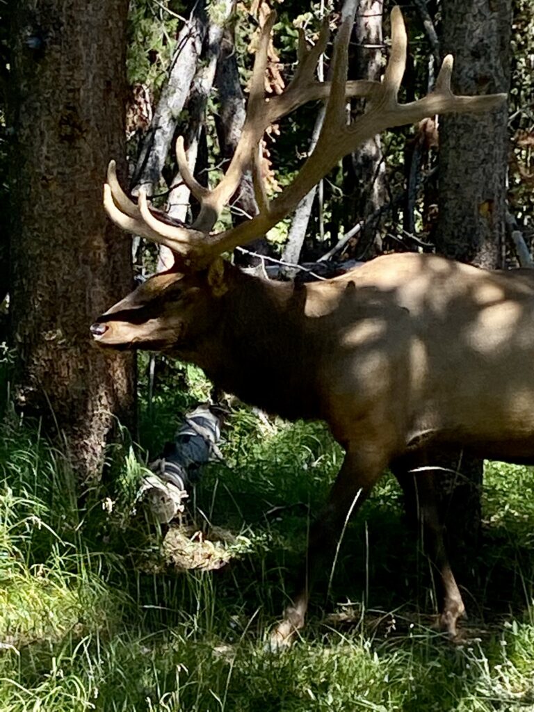 Elk in Hayden Valley at Yellowstone National Park