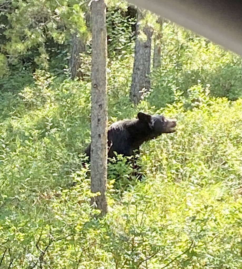 Bear off the road in Grand Tetons National Park
