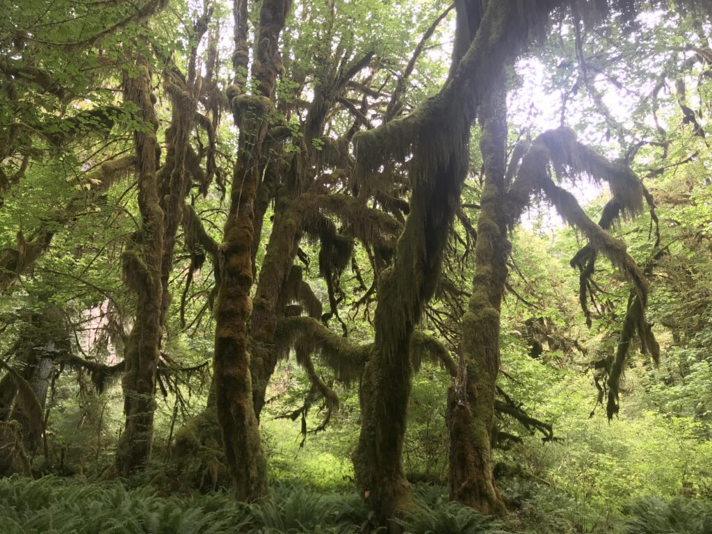 Moss covered trees in the Hoh Rain Forest at Olympic National Park