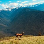 Deer on Hurricane Ridge at Olympic National Park
