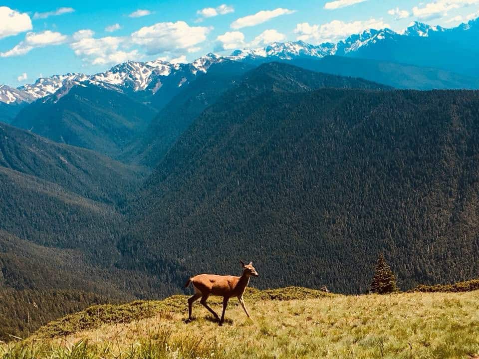 Deer on Hurricane Ridge at Olympic National Park