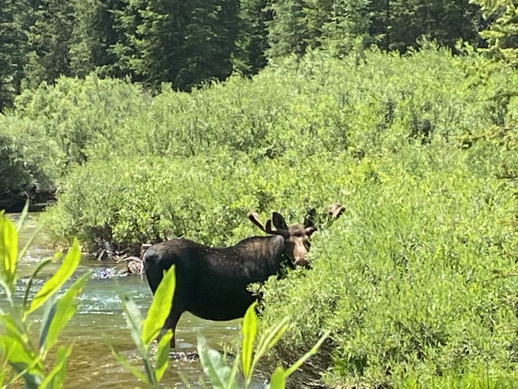 Moose at Schwabacher Landing at dusk in Grand Teton National Park