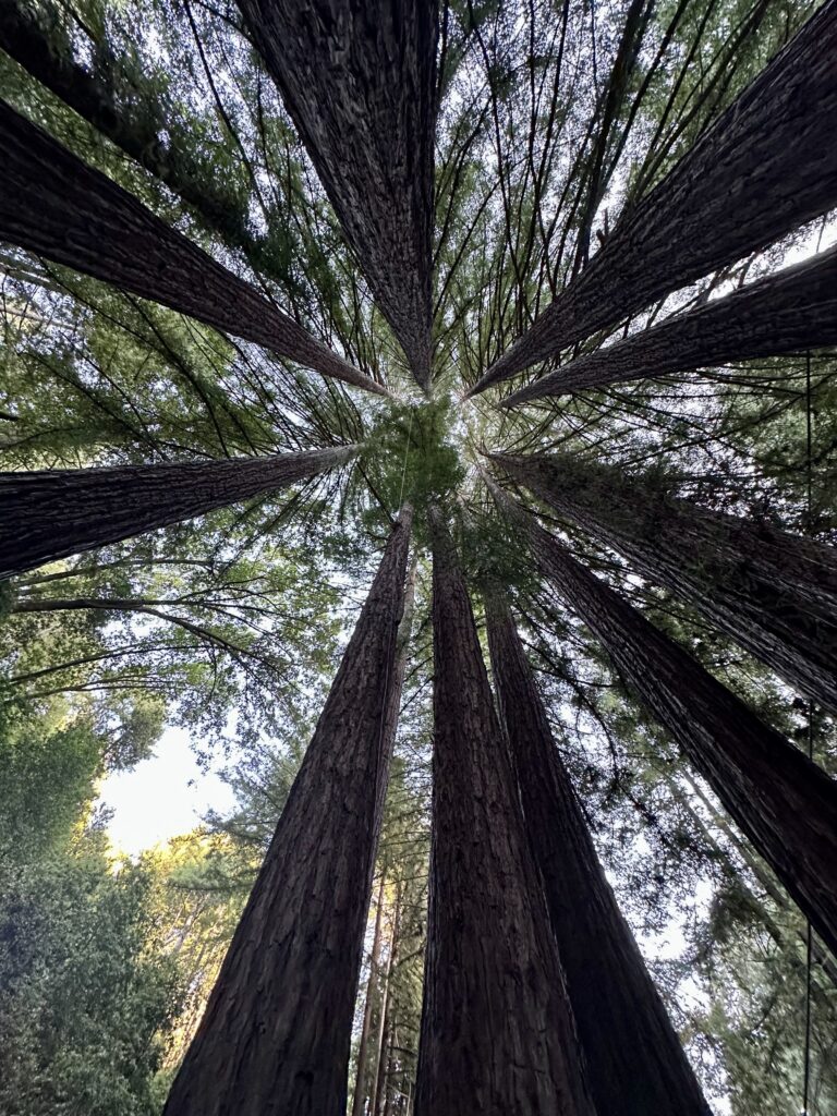 Giant sequoia trees in Mariposa Grove at Yosemite National park