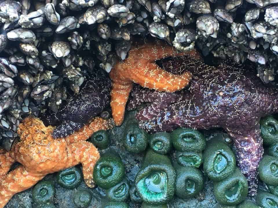 Starfish and urchins in tide pools at Ruby Beach, Olympic National Park