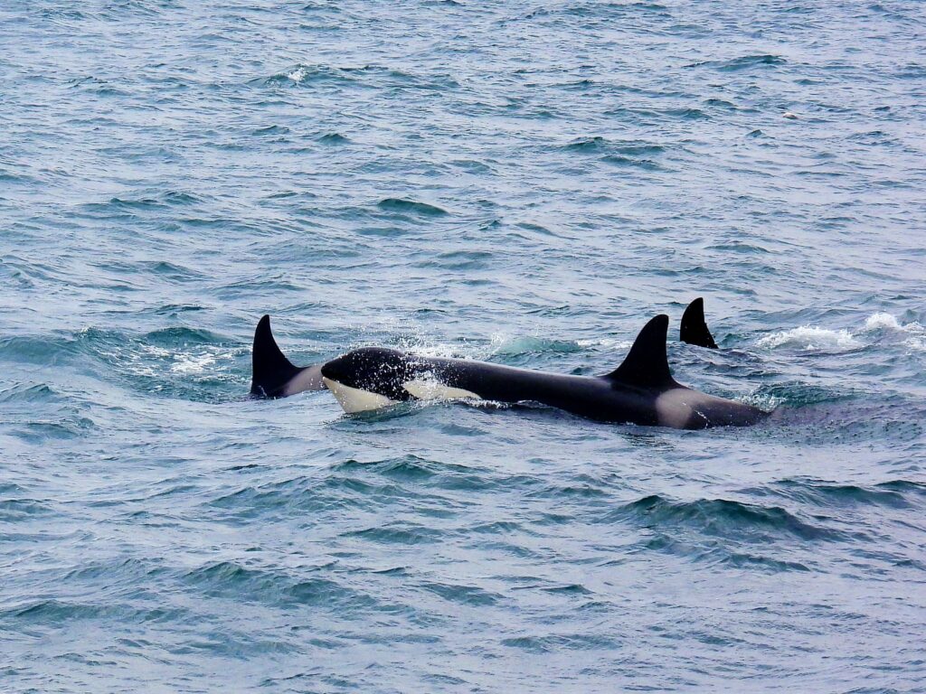 Orcas swimming in the Pacific Northwest near Olympic National Park on a whale watching trip
