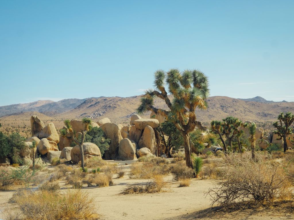 Beautiful Joshua Trees set against a backdrop of rocks and mountain ranges in a sunny desert landscape.