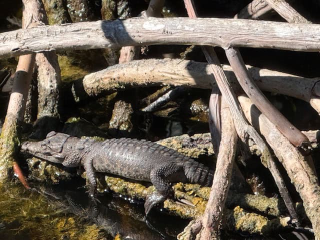 Alligator (not crocodile) resting on trees in Everglades National Park