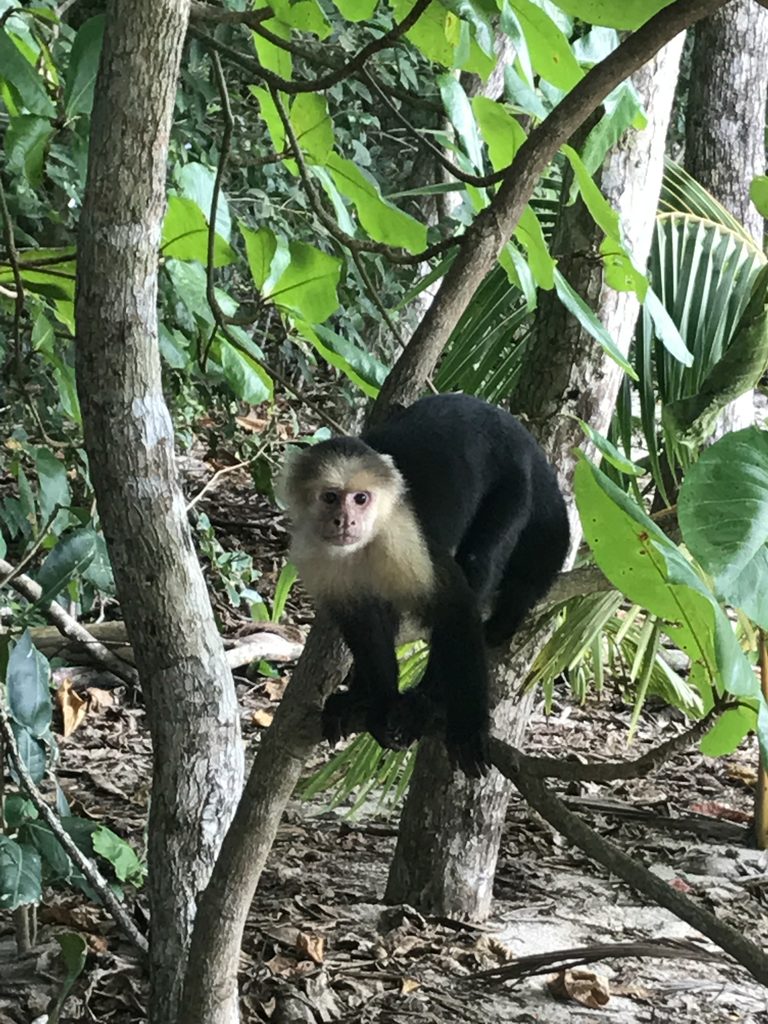 Monkeys in Manual Antonio National Park in Costa Rica